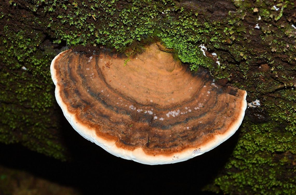 rainforest  shelf bracket fungus photographed at the never never picnic area dorrigo national park in northern new south wales...more of the mysterious world of mushrooms actual species unknown (to me) any and all suggestions more than welcome Australia,Geotagged,australia,dorrigo national park,new south wales