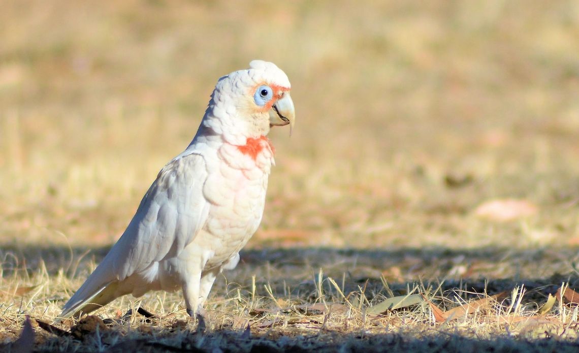 long billed corella  Australia,Geotagged,long billed corella