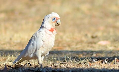 long billed corella Australia,Geotagged,long billed corella