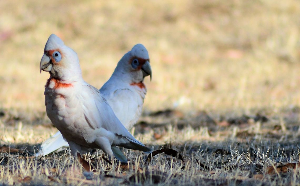 long billed corella  Australia,Cacatua tenuirostris,Geotagged,Long-billed corella