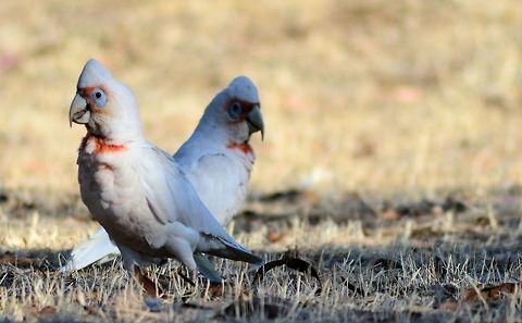 long billed corella  Australia,Cacatua tenuirostris,Geotagged,Long-billed corella
