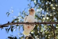 long billed corella  Australia,Cacatua tenuirostris,Geotagged,Long-billed corella