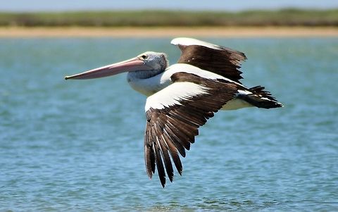 Australian pelican (Pelecanus conspicillatus)  Australia,Australian Pelican,Geotagged,Pelecanus conspicillatus,Summer