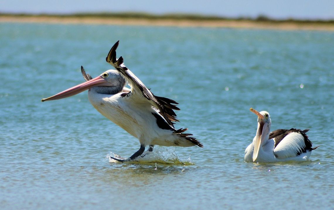 Australian pelican (Pelecanus conspicillatus)  Australia,Australian Pelican,Geotagged,Pelecanus conspicillatus,Summer