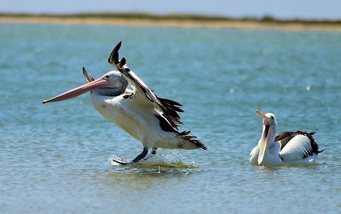 Australian pelican (Pelecanus conspicillatus)  Australia,Australian Pelican,Geotagged,Pelecanus conspicillatus,Summer