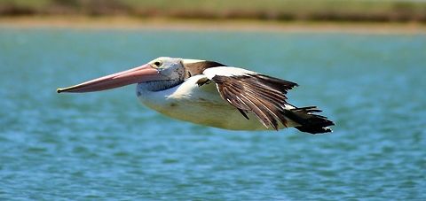 Australian pelican (Pelecanus conspicillatus)  Australia,Australian Pelican,Geotagged,Pelecanus conspicillatus,Summer