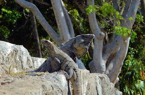 iguanas Iguanas at the meco loco ruins in cancun mexico Ctenosaura similis,Geotagged,Mexico,Spring