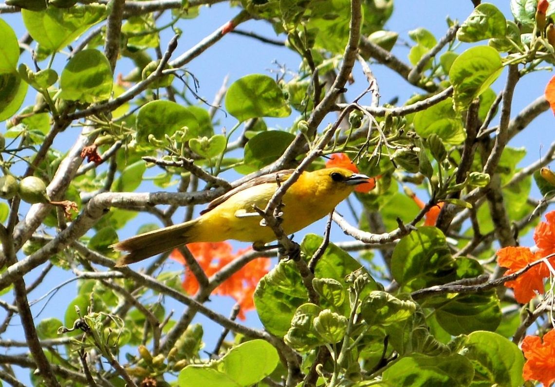 orchard oriole taken at el meco ruins cancun mexico  Geotagged,Icterus spurius,Mexico,Orchard oriole,Spring