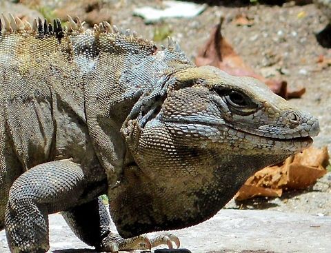 iguana taken at meco loco rv park cancun mexico ....this is gary the iguana that we share our campsite with  Ctenosaura similis,Geotagged,Mexico,Spring