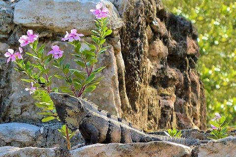 iguana taken at meco loco ruin cancun mexico Ctenosaura similis,Geotagged,Mexico,Spring