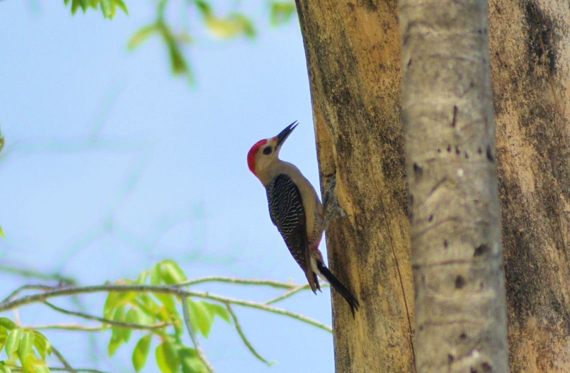 golden-fronted woodpecker taken at meco loco mayan ruins cancun mexico Geotagged,Golden-fronted Woodpecker,Melanerpes aurifrons,Melanerpes pygmaeus,Mexico,Spring,Yucatan woodpecker