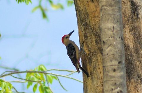 golden-fronted woodpecker taken at meco loco mayan ruins cancun mexico Geotagged,Golden-fronted Woodpecker,Melanerpes aurifrons,Melanerpes pygmaeus,Mexico,Spring,Yucatan woodpecker