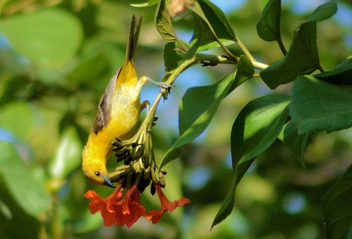 hooded oriole (female) taken at el meco ruins cancun Geotagged,Hooded Oriole,Icterus cucullatus,Mexico,Oriolus xanthornus,Spring,black-hooded oriole