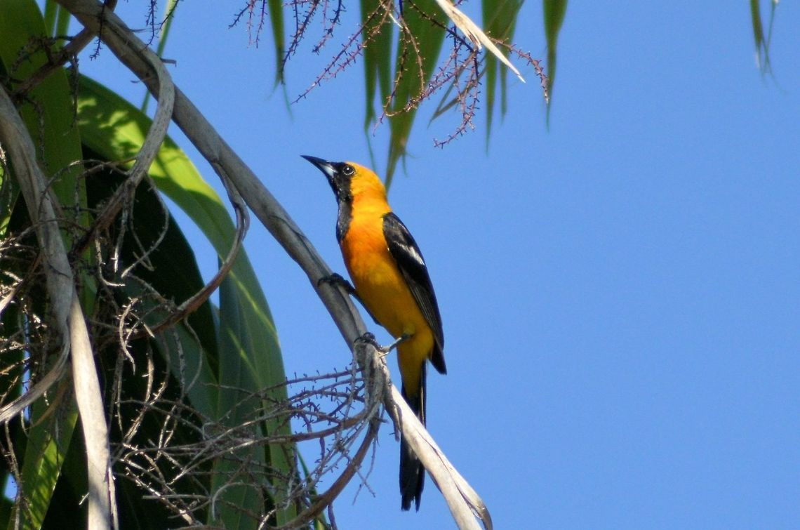hooded oriole  taken at el meco ruins cancun....hooded oriole is just my best guess please be welcome to id any and all wildlife as mexico is a world of the new and unkown to me Geotagged,Hooded Oriole,Icterus cucullatus,Mexico,Spring
