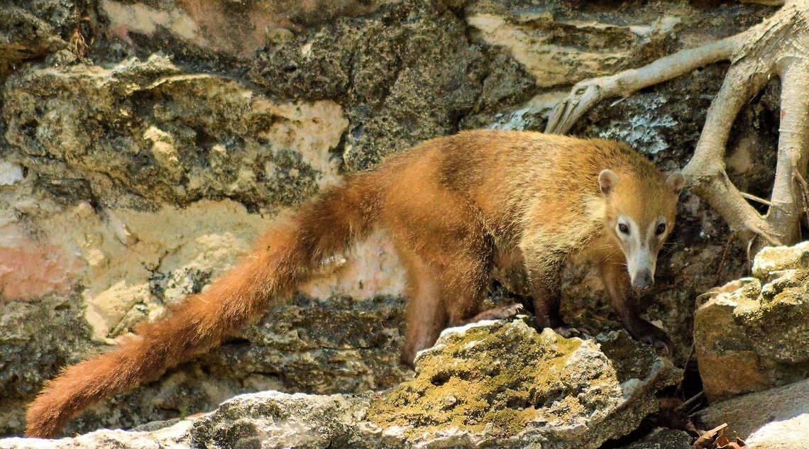 white-nosed coati taken at el meco ruins cancun mexico Geotagged,Mexico,Nasua narica,Spring,White-nosed coati