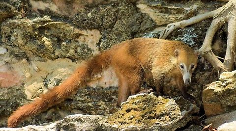white-nosed coati taken at el meco ruins cancun mexico Geotagged,Mexico,Nasua narica,Spring,White-nosed coati
