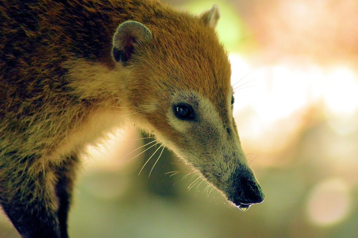 white-nosed coati taken at el meco ruins cancun mexico Geotagged,Mexico,Nasua narica,Spring,White-nosed coati