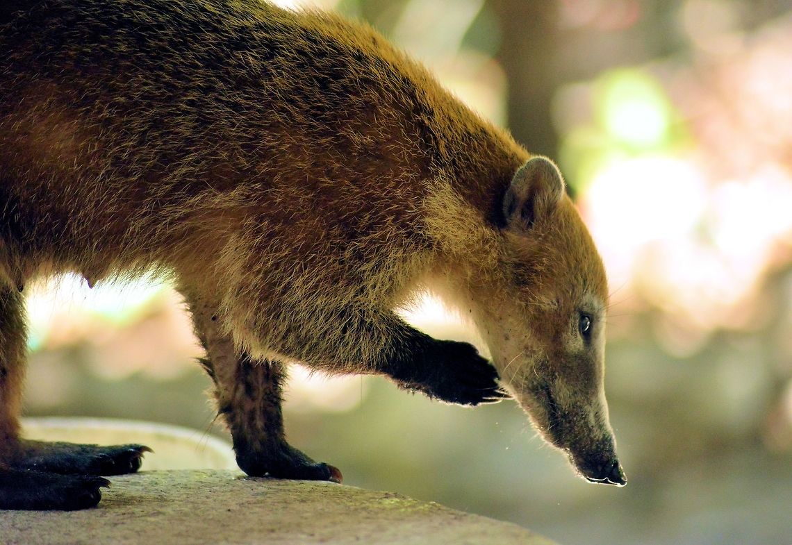 white-nosed coati taken at el meco ruins cancun mexico Geotagged,Mexico,Nasua narica,Spring,White-nosed coati