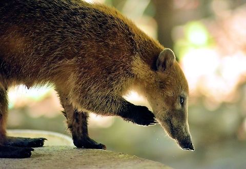 white-nosed coati taken at el meco ruins cancun mexico Geotagged,Mexico,Nasua narica,Spring,White-nosed coati
