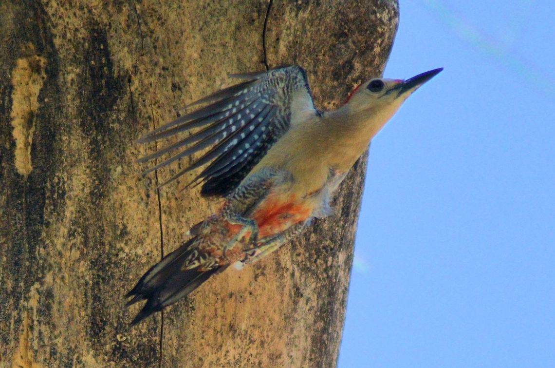 yucatan woodpecker taken at meco loco mayan ruins cancun mexico Geotagged,Melanerpes pygmaeus,Mexico,Spring,Yucatan woodpecker