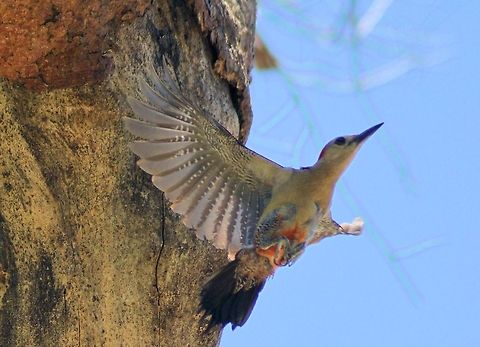 yucatan woodpecker taken at meco loco mayan ruins cancun mexico Geotagged,Melanerpes pygmaeus,Mexico,Spring,Yucatan woodpecker