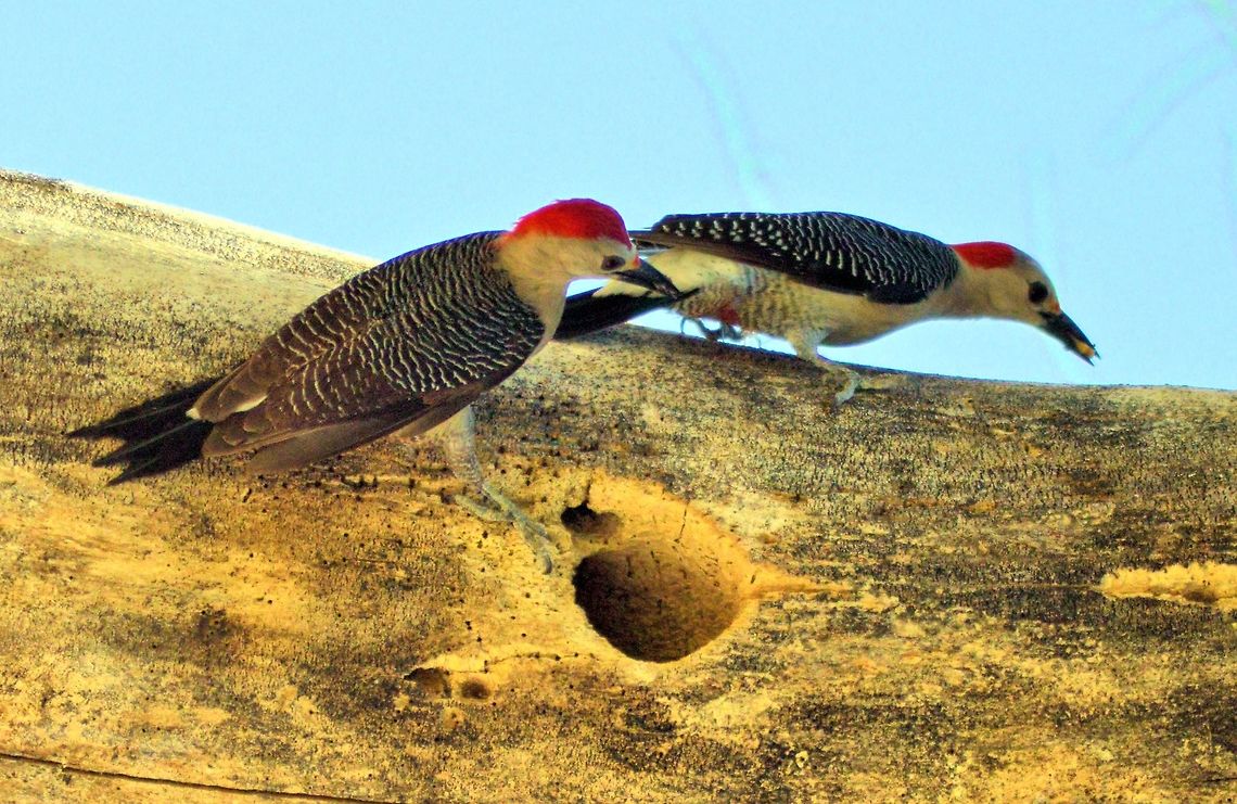 yucatan woodpecker taken at meco loco mayan ruins cancun mexico Geotagged,Melanerpes pygmaeus,Mexico,Spring,Yucatan woodpecker