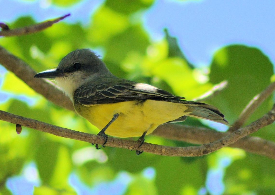 couch's kingbird  taken at el meco ruins....species id is just my best guess please be welcome to id any and all wildlife as mexico is a world of the new and unkown to me. Geotagged,Mexico,Spring,Tyrannus couchii,couch's kingbird
