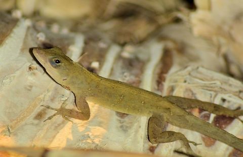 cancun lizard species id is is unknown please be welcome to help id any and all wildlife as mexico is a world of the new and unkown to me. Geotagged,Mexico,Spring