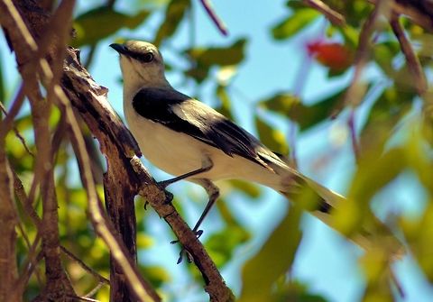 tropical mockingbird taken at meco loco ruin cancun mexico..........species id is just my best guess please be welcome to id any and all wildlife as mexico is a world of the new and unkown to me Geotagged,Mexico,Mimus gilvus,Spring,tropical mockingbird