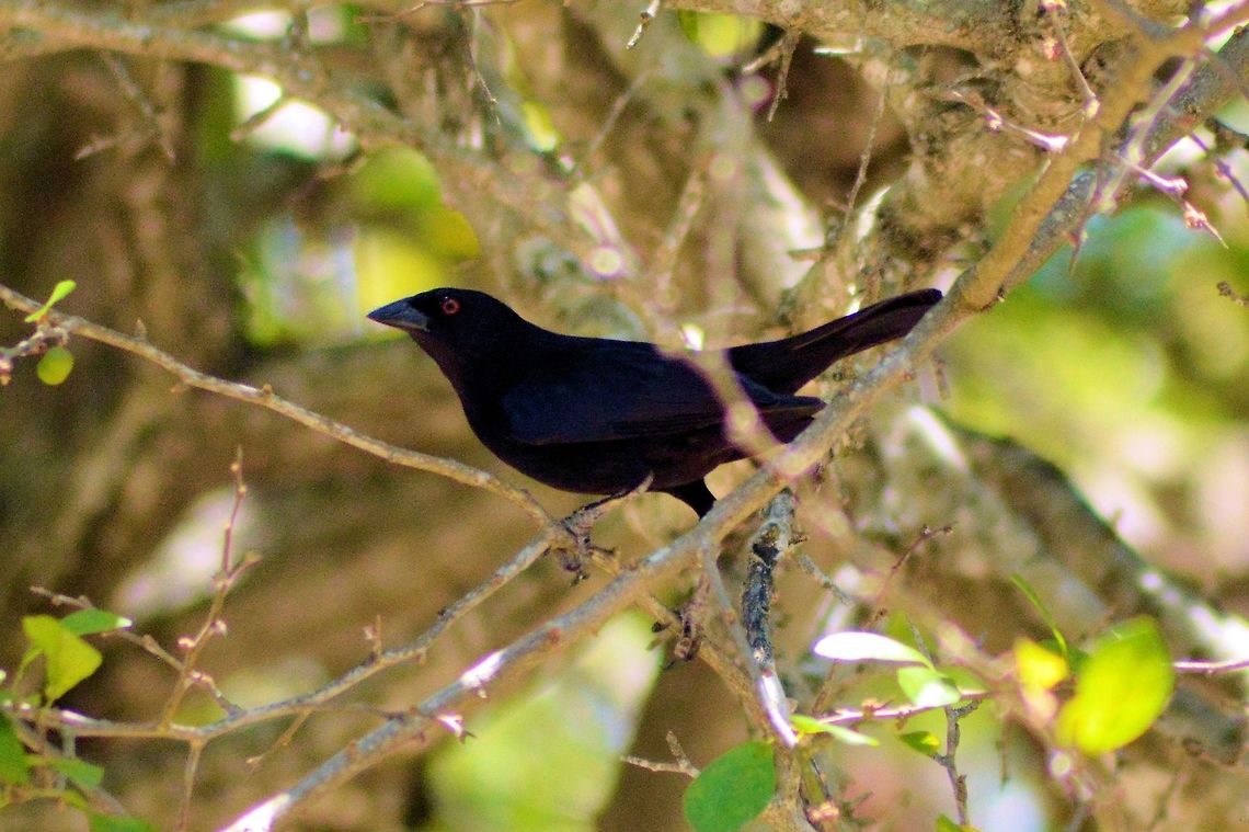 bronzed cowbird taken at meco loco ruin cancun mexico..........species id is just my best guess please be welcome to id any and all wildlife as mexico is a world of the new and unkown to me...everyday is like xmas! Bronzed Cowbird,Dives dives,Geotagged,Mexico,Molothrus aeneus,Spring,melodious blackbird