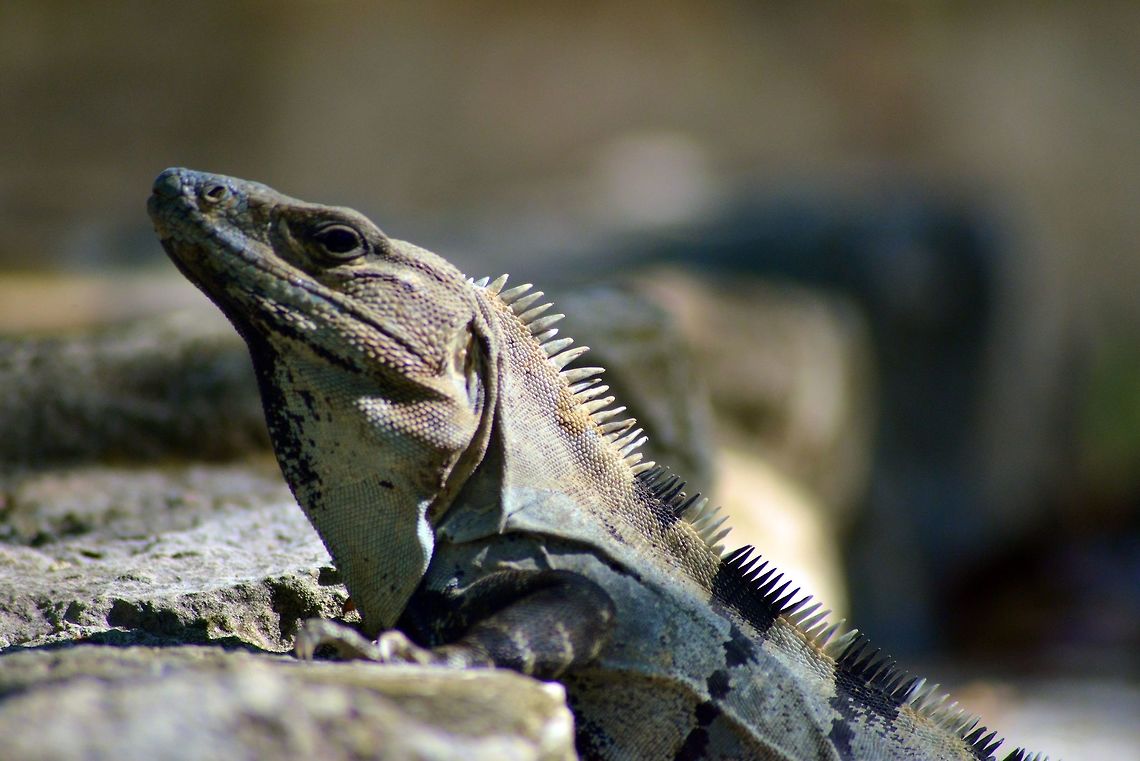 iguana taken at el meco ruins cancun Ctenosaura similis,Geotagged,Mexico,Spring