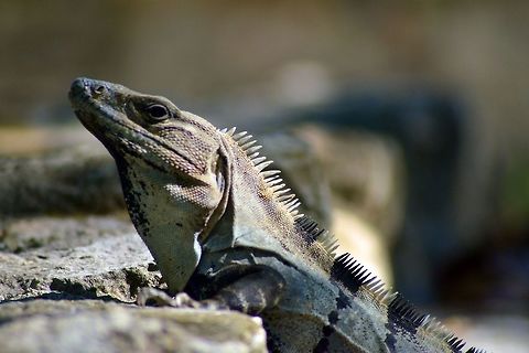 iguana taken at el meco ruins cancun Ctenosaura similis,Geotagged,Mexico,Spring