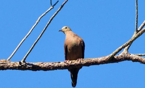 ruddy ground-dove taken at el meco mayan ruins cancun mexico.....no idea of species but will have a guess at a Gray-headed Dove....may need a better pic maybe ferdys or wildflowers eyes on it
 Columbina talpacoti,Geotagged,Grey-headed dove,Leptotila plumbeiceps,Mexico,Ruddy ground dove,Spring