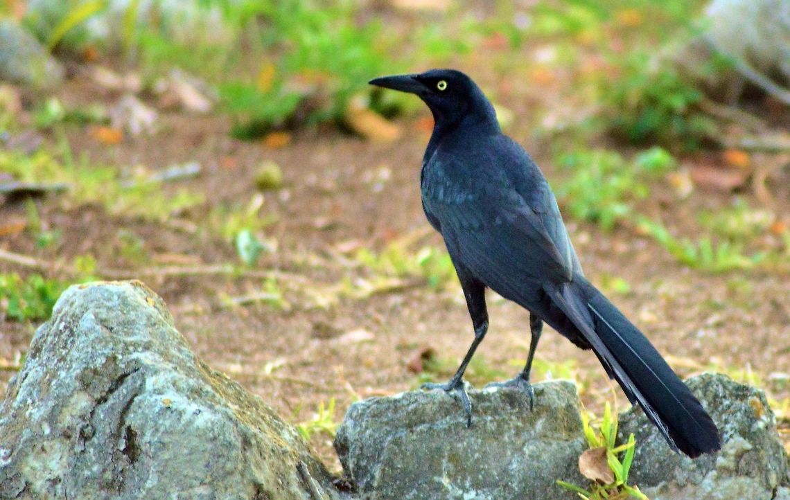great-tailed grackle taken at meco loco park cancun mexico Geotagged,Great-tailed Grackle,Mexico,Quiscalus mexicanus,Spring
