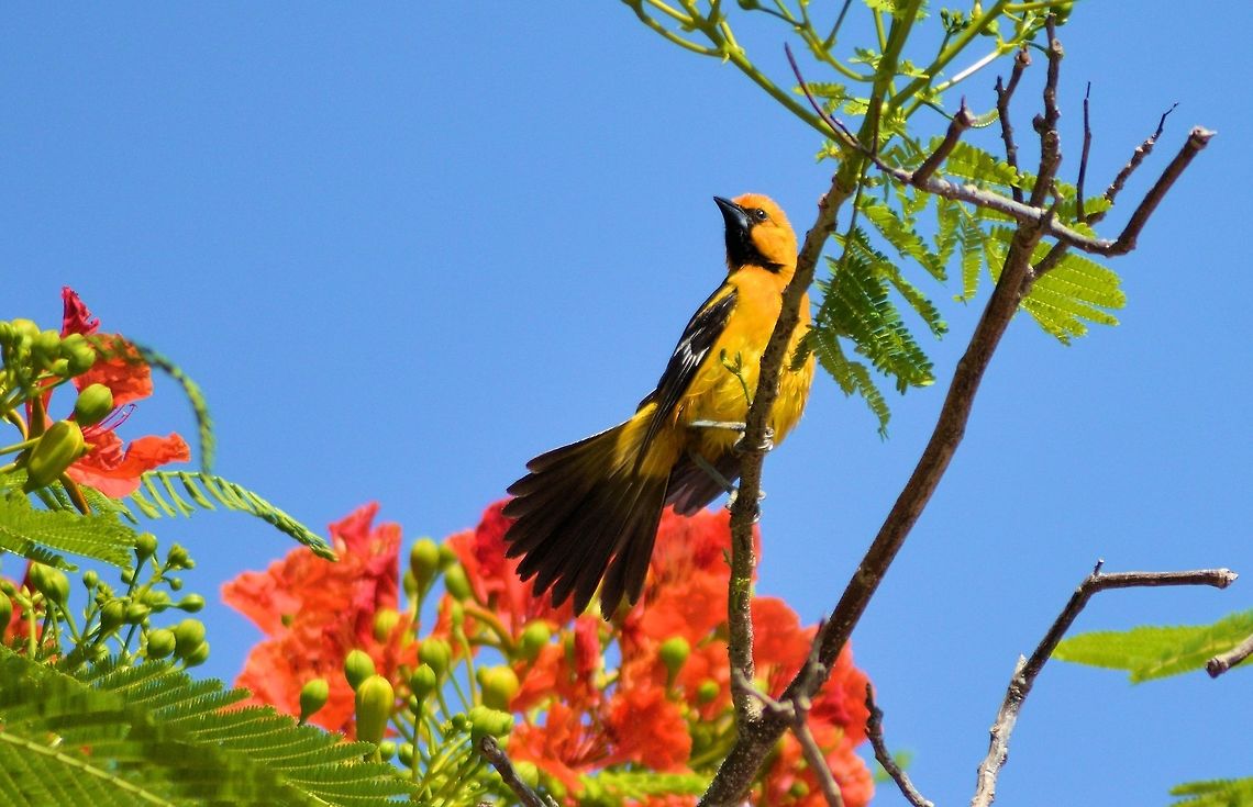 The Altamira oriole taken at meco loco RV park cancun mexico Altamira oriole,Geotagged,Hooded Oriole,Icterus auratus,Icterus cucullatus,Icterus gularis,Mexico,Spring,orange oriole