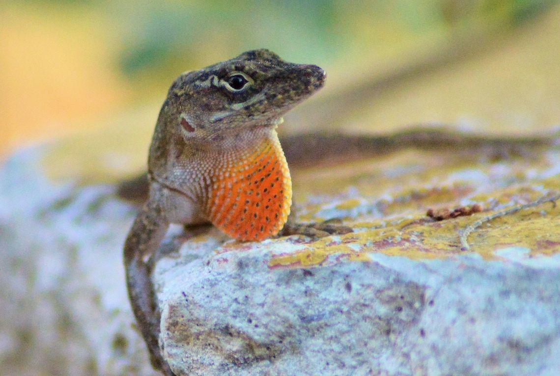 Brown anole taken at meco loco park cancun mexico  Anolis sagrei,Brown anole,Geotagged,Mexico,Spring