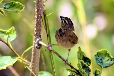 Yellow-faced grassquit taken at el meco ruins cancun mexico Geotagged,Mexico,Spring,Tiaris olivaceus,Yellow-faced grassquit