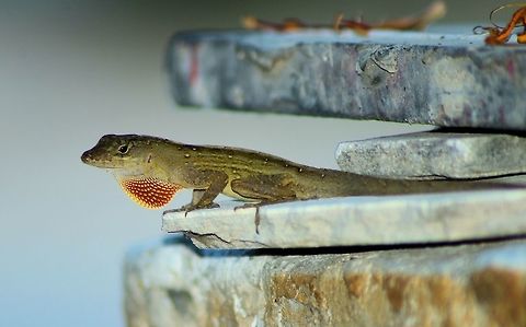 brown anole taken at meco loco park cancun mexico Anolis sagrei,Brown anole,Geotagged,Mexico,Spring