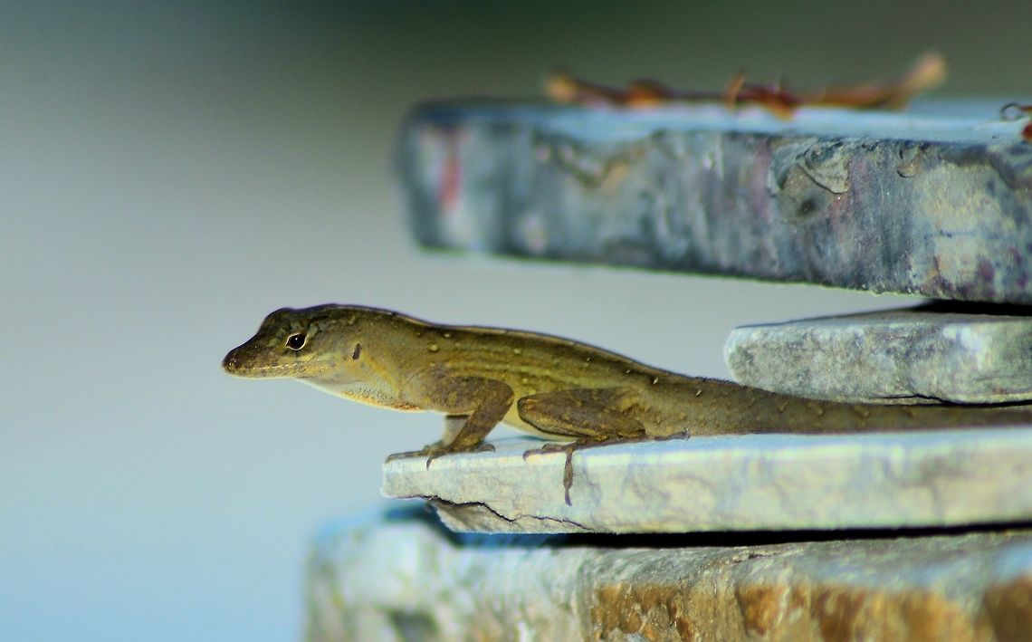 brown anole taken at meco loco cancun mexico Anolis sagrei,Brown anole,Geotagged,Mexico,Spring