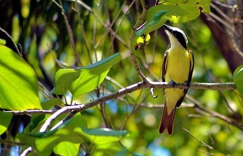 Social flycatcher taken at el meco ruins cancun mexico Geotagged,Great kiskadee,Mexico,Myiozetetes similis,Pitangus sulphuratus,Social flycatcher,Spring