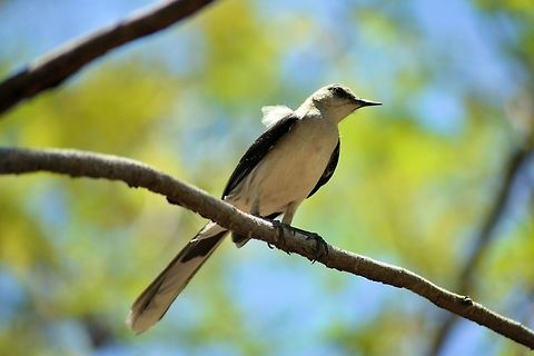 tropical mockingbird taken at  el meco ruins cancun exico Geotagged,Mexico,Mimus gilvus,Spring,tropical mockingbird