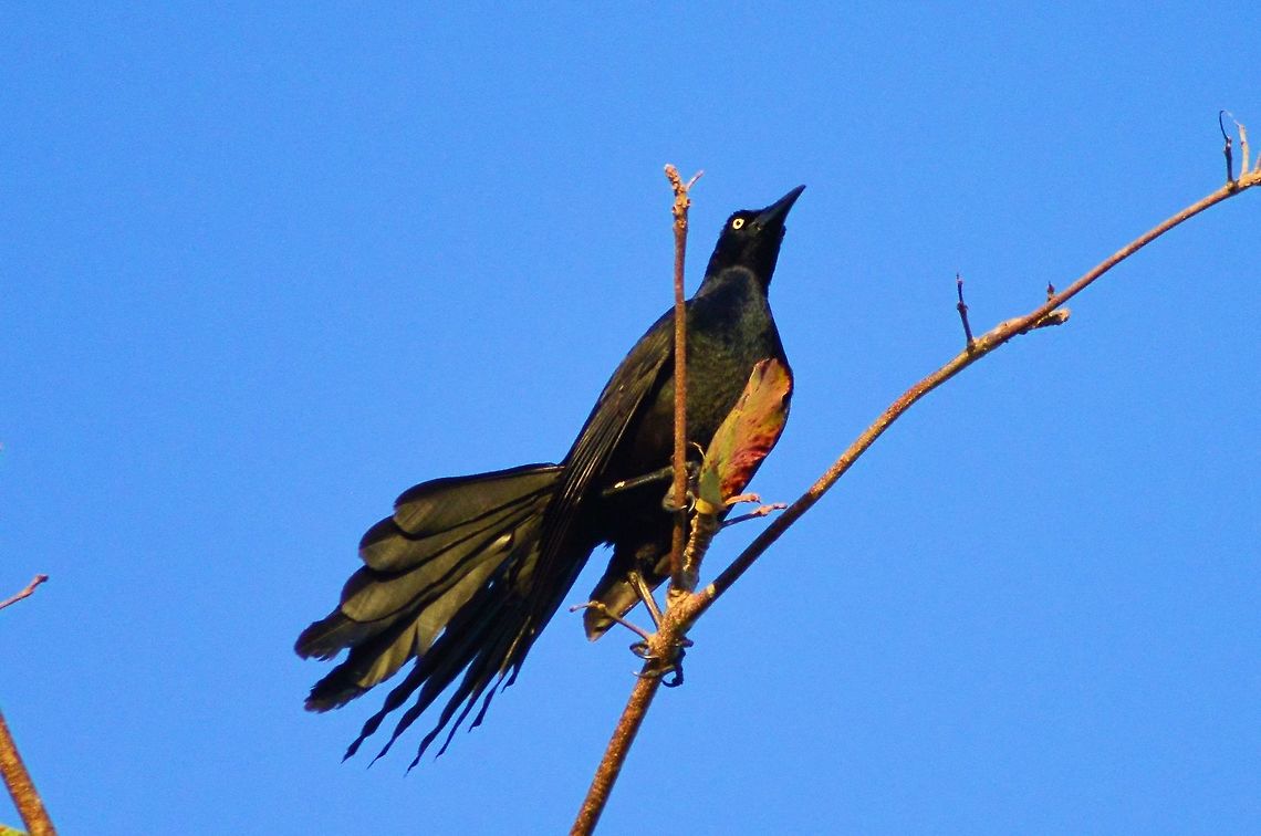 great tailed grackle  taken at meco loco ruins cancun mexico....locally called a zanate Geotagged,Great-tailed Grackle,Mexico,Quiscalus mexicanus,Spring