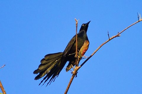 great tailed grackle  taken at meco loco ruins cancun mexico....locally called a zanate Geotagged,Great-tailed Grackle,Mexico,Quiscalus mexicanus,Spring