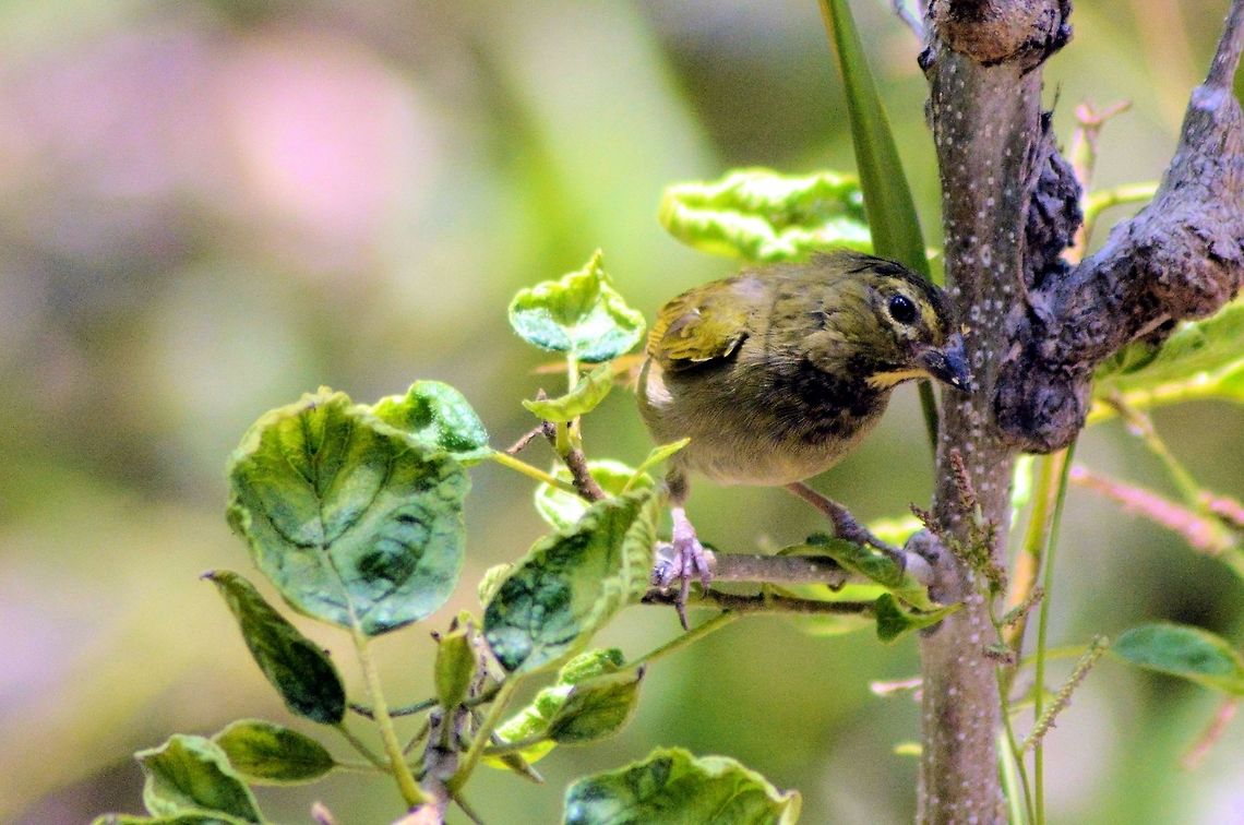Yellow-faced grassquit taken at meco loco ruins cancun mexico Geotagged,Mexico,Spring,Tiaris olivaceus,Yellow-faced grassquit