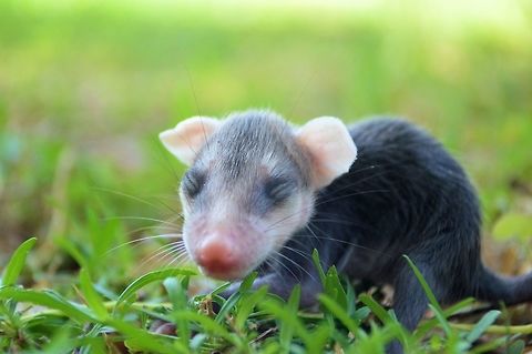 baby opossum taken at meco loco park cancun mexico Common opossum,Didelphis marsupialis
