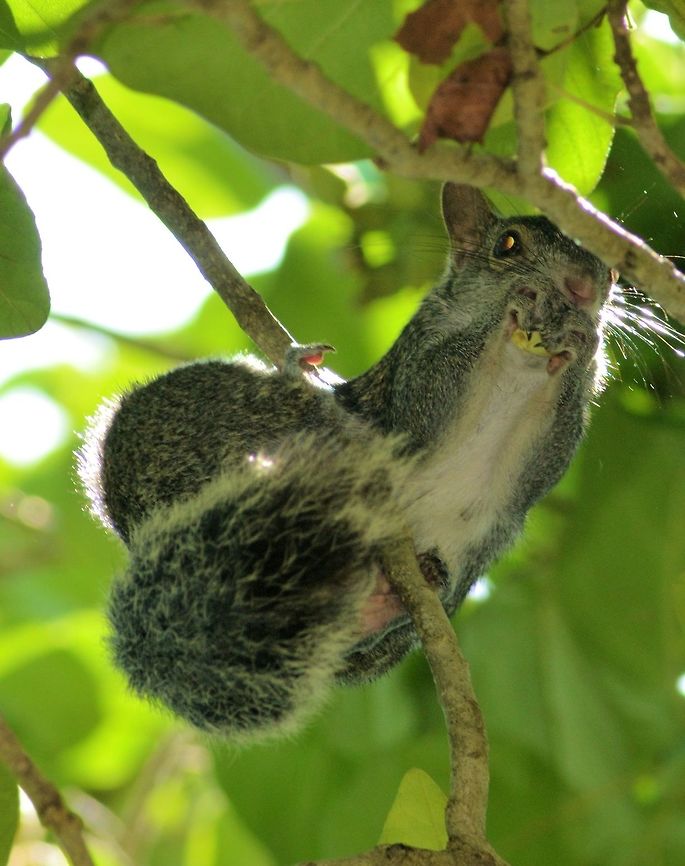 yucatan squirrel taken at el meco ruins cancun mexico Geotagged,Mexico,Sciurus yucatanensis,Spring,Yucatan squirrel