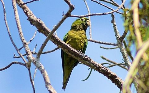 Olive-throated parakeet taken at el meco ruins cancun mexico Amazona xantholora,Eupsittula nana,Geotagged,Mexico,Olive-throated parakeet,Spring