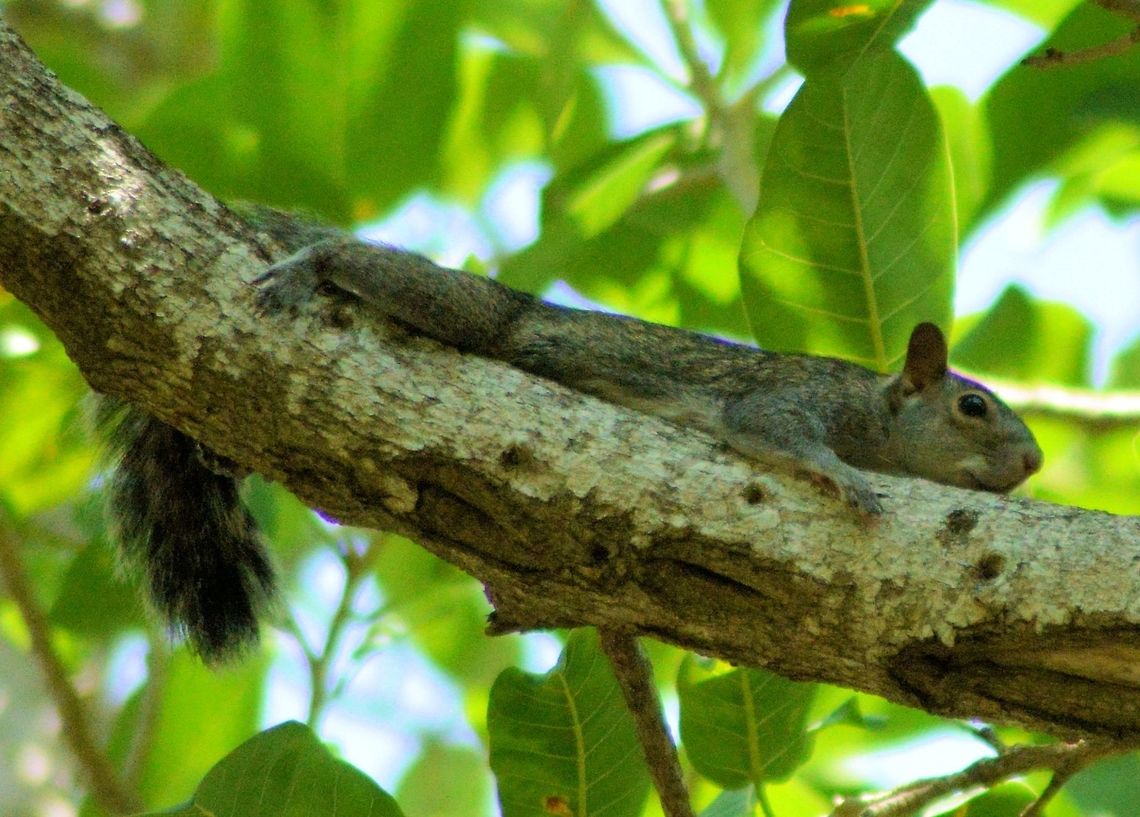 yucatan squirrel taken at el meco ruins cancun mexico<br />
 Geotagged,Mexico,Sciurus yucatanensis,Spring,Yucatan squirrel