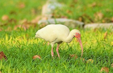 american white ibis taken at mecoloco park cancun mexico American White Ibis,Eudocimus albus,Geotagged,Mexico,Spring