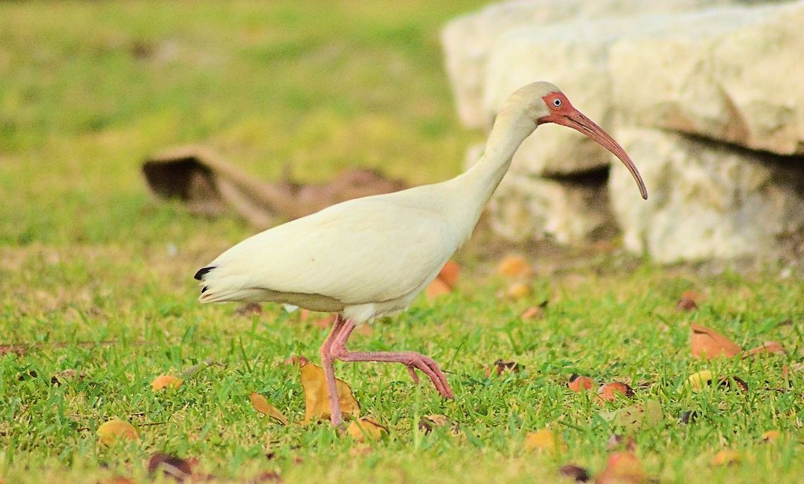 american white ibis  American White Ibis,Eudocimus albus